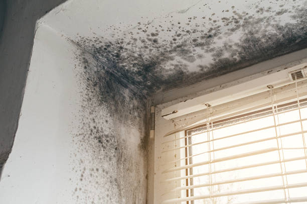 Affordable Attic Mold Removal solutions in Sherwood, OR